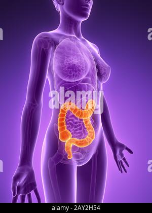 3d reso illustrazione - colon Foto Stock