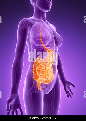 3d reso illustrazione - il sistema digestivo Foto Stock