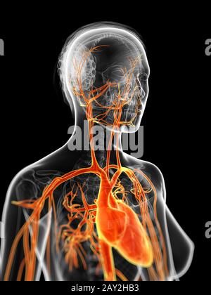 3d reso illustrazione della femmina del sistema vascolare Foto Stock