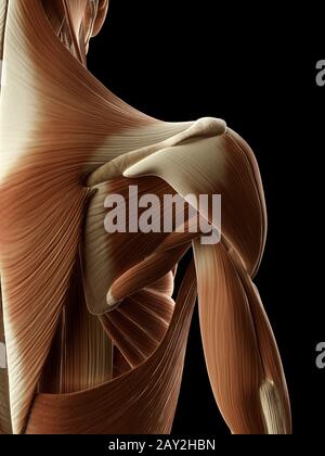 Illustrazione medica i muscoli delle spalle Foto Stock