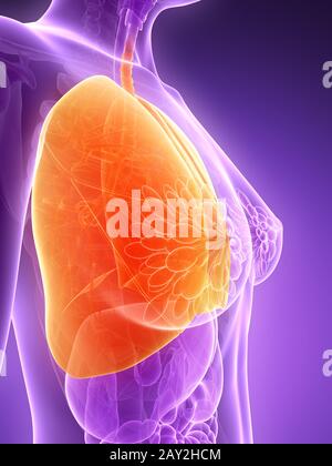 Rendering 3d - Illustrazione del polmone Foto Stock