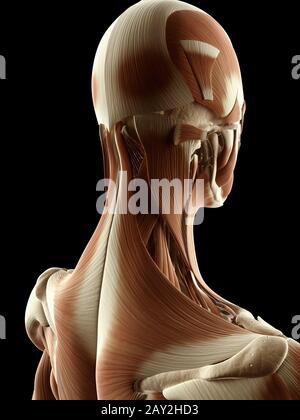 Illustrazione medica dei muscoli del collo Foto Stock