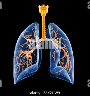 illustrazione medica che mostra i bronchi all'interno del polmone Foto Stock