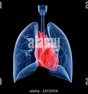 illustrazione medica del cuore e dei polmoni Foto Stock