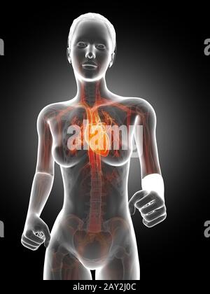 illustrazione 3d rappresentata - correre il cuore dei womans Foto Stock