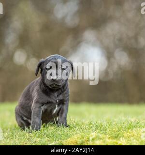 Staffordshire bull terrier cucciolo Foto Stock