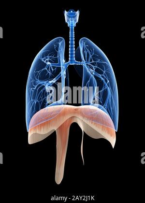 illustrazione medica del polmone e del diaframma Foto Stock