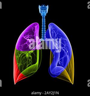 illustrazione medica dei lobi polmonari Foto Stock