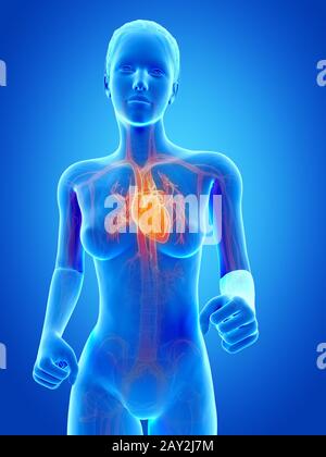 illustrazione 3d medica - donna jogging - cuore visibile Foto Stock