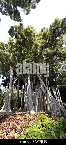 Fico a foglia larga con radici aeree Foto Stock