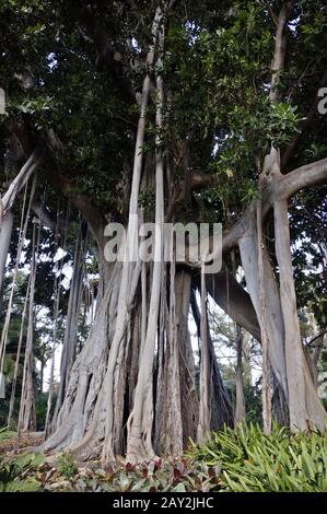 Fig. A foglia larga Foto Stock