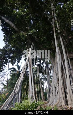 Fig. A foglia larga Foto Stock