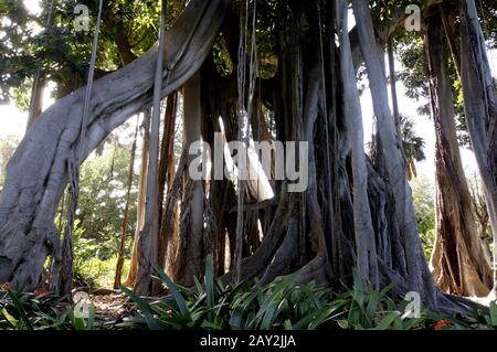 Fig. A foglia larga Foto Stock