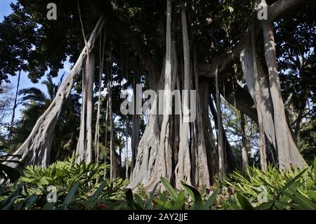 Fig. A foglia larga Foto Stock