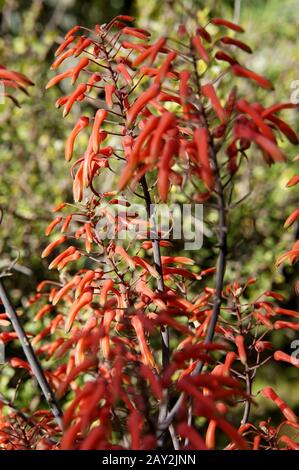 Fiori di Aloe chabaudii Foto Stock