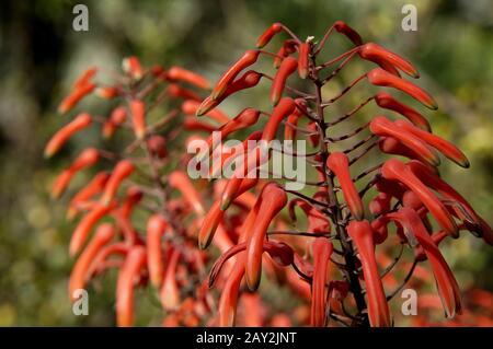 Fiori di Aloe chabaudii Foto Stock