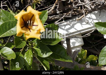 Calice d'oro Pig - Solandra maxima Foto Stock