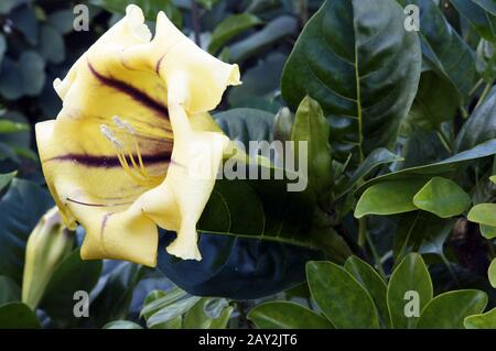 Calice d'oro Pig - Solandra maxima Foto Stock