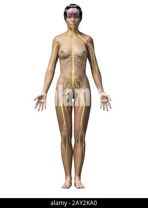 donna afro-americana Foto Stock