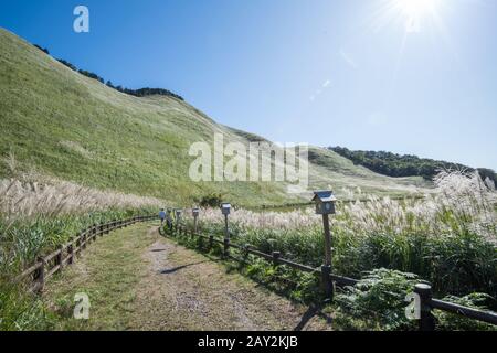 La prateria dell'altopiano dove la luce solare si riflette sull'erba del pampas e brilla d'argento. Soni Highland, Nara, Giappone Foto Stock