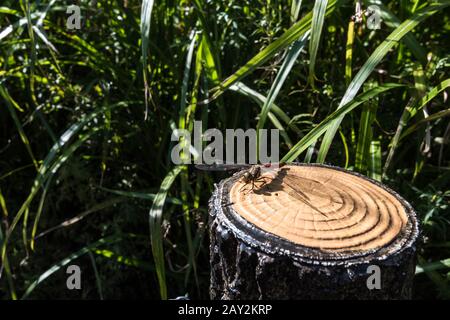 Libellula rossa che riposa sopra un ceppo artificiale. Terra Dei Soni, Nara, Giappone Foto Stock