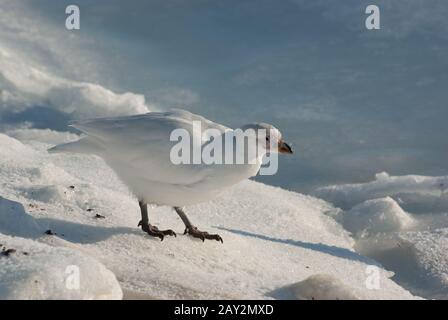 Bianco Plover o Snowy (americano) Shehnbill (Chionis albus) Foto Stock