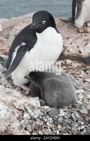 Pinguino Adelie adulto e pulcini nel nido. Foto Stock