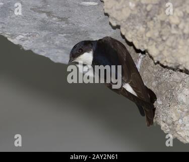 Casa comune Martin appeso su un nido sotto il ponte. Foto Stock