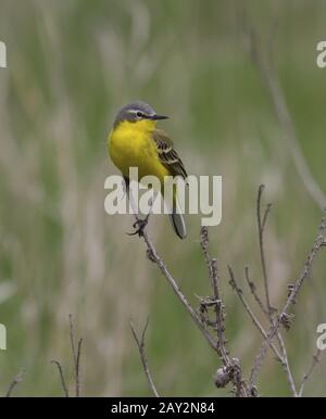 Maschio giallo wagtail seduto su un ramo morto di erba. Foto Stock