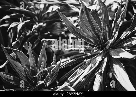 Foglie Di Echium Candicans noto anche come Pride of Madeira - Bianco e nero Foto Stock
