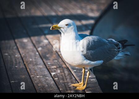 Gabbiano a gambe gialle sul pavimento in legno del porto Foto Stock