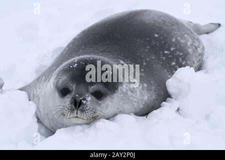 Guarnizione di Weddell pup nella neve in Antartide Foto Stock