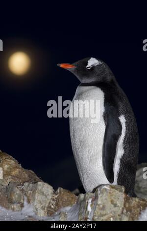 Pinguino Gentoo in piedi sulle rocce di notte contro la luna Foto Stock