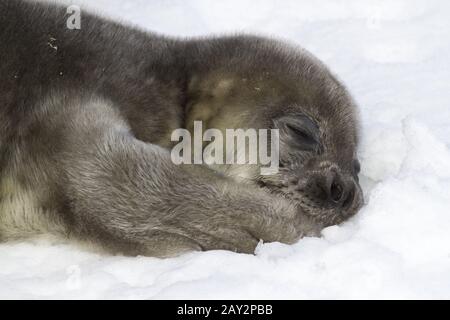 Guarnizione di Weddell pup giacente sulla neve e tenendo la sua zampata nella sua bocca Foto Stock