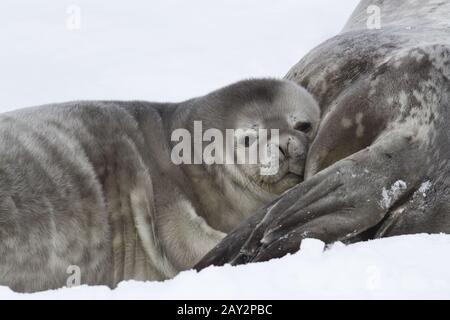 Guarnizione di Weddell pup che hanno appoggiato la sua testa sulla femmina Foto Stock