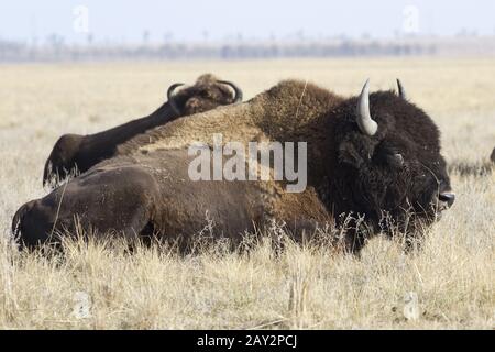 Nord maschio bisonti americani che risiede nella steppa di autunno Foto Stock