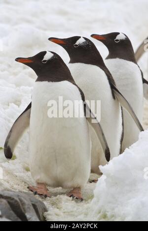 Tre pinguini Gentoo in piedi sulla strada Foto Stock