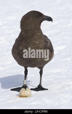 Antartico o skua marrone in piedi vicino Adelie Penguin Eggs rubato dai nidi Foto Stock