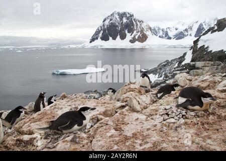 Colonia mista di Adelie pinguini Gentoo e dal sottogola sull'isola Antartico Foto Stock