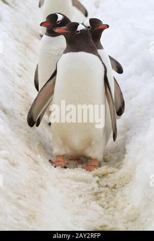 Tre i pinguini Gentoo in piedi sul percorso nella neve che va al mare Foto Stock