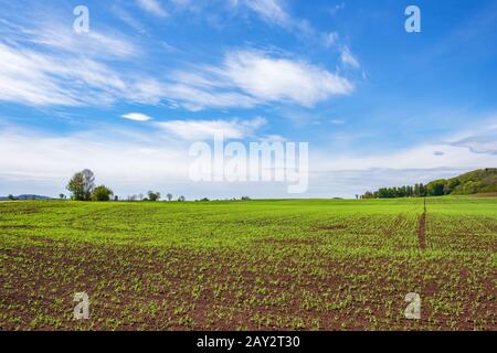 Vista in un paesaggio agricolo con colture in crescita Foto Stock