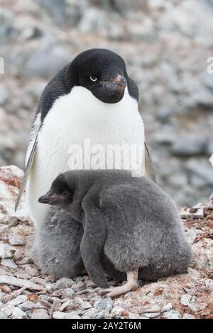 Adulto Adelie penguin e pulcini in seduta il nido in Antartide Foto Stock