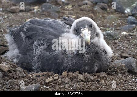 Quasi interamente moulting pulcino gigante meridionale petrel Foto Stock