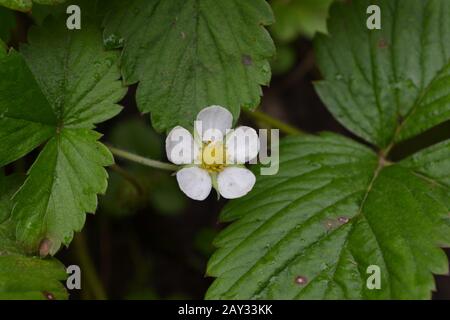 Fragole. Fragaria vesca. Cespugli di fragola. Primo piano. Foglie verdi. Fragole fiori. Orizzontale Foto Stock