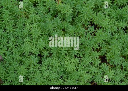 Stonecrop. Cavolo lepre. Sedum. Muschio verde. Tappeto erboso decorativo. Aiuola, giardino. Orizzontale Foto Stock