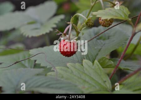 Fragole. Fragaria vesca. Cespugli di fragola. Bacche rosse succose. Frutti di bosco fragranti. Fragole di bacche Foto Stock