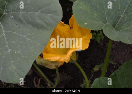 Zucchine. Cucurbita pepo ssp. Verdura utile. Foglie verdi. Cespugli zucchine nel giardino. Fiori di zucchine tra le foglie. Giardino, campo, Foto Stock