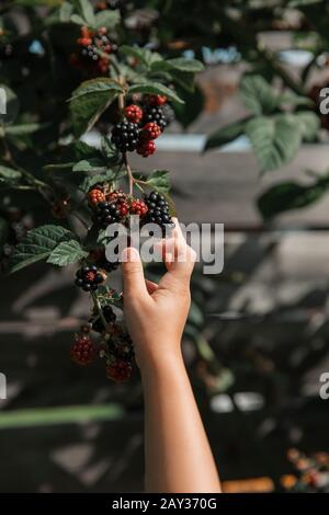 Bacche di raccolta della mano dei childs Foto Stock
