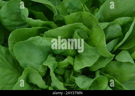 Insalata. Lattuga. Lactuca. Cresce nel giardino. Le foglie sono verdi. Delizioso. È utile. Giardino. Campo. Primo piano. Foto orizzontale Foto Stock