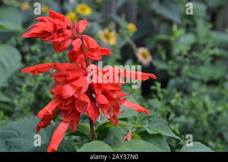 Salvia. Splendens di Salvia. Fiore rosso. Piante termo-loving. Pianta annuale. Bel fiore. Giardino. Aiuola. Foto orizzontale Foto Stock